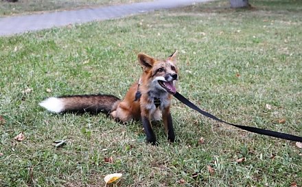 Лиса – полноправный член семьи. Слонимчане обзавелись экзотическим питомцем