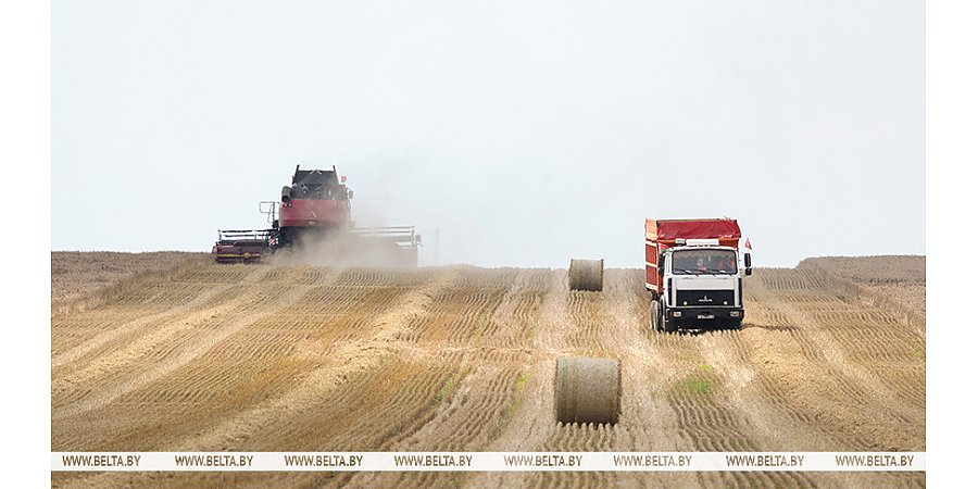 Более 3,7 млн тонн зерна вместе с рапсом намолотили белорусские аграрии