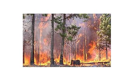 Весенний огонь: цена беспечности – жизнь и свобода