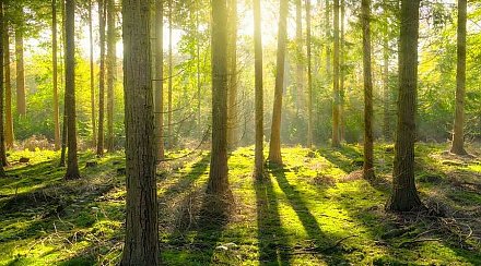 Ограничения на посещение лесов действуют в 20 районах Беларуси