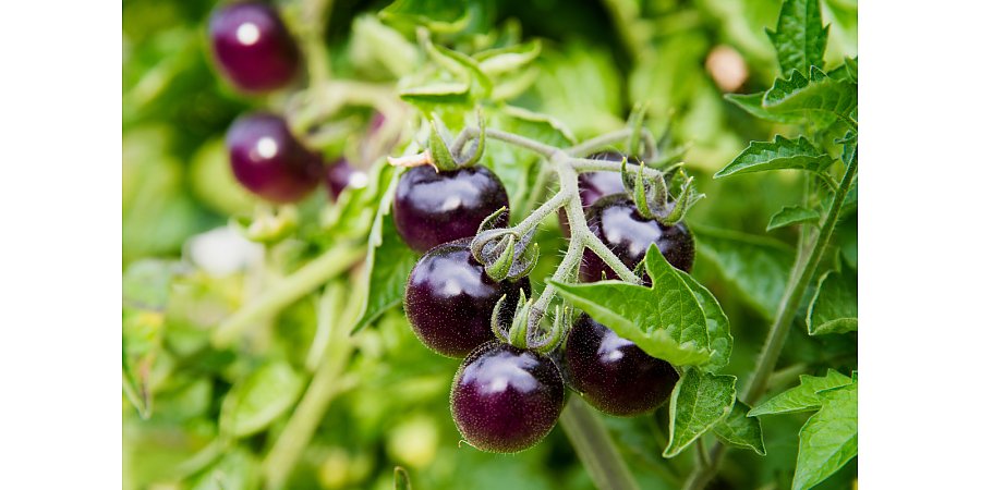 7 овощей, которые категорически не рекомендуем выращивать