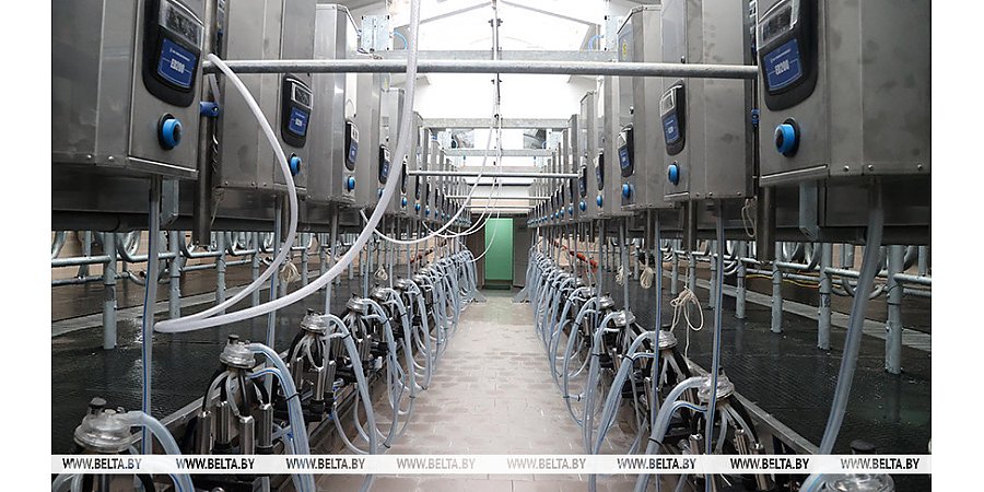 В Беларуси за пятилетку планируется построить более 200 молочно-товарных и 5 крупных свиноводческих комплексов