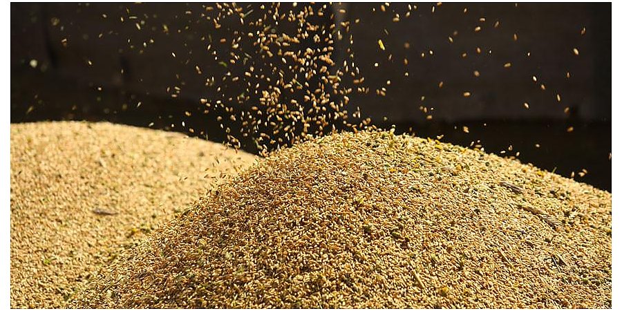 В Беларуси вводится временное лицензирование на вывоз зерновых