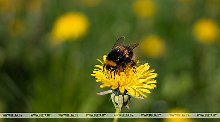 Штормовое предупреждение из-за ночных заморозков объявлено в Беларуси 7 мая