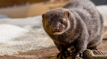 В Нидерландах коронавирус нашли у норок