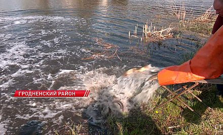 В Августовский канал выпустили почти тонну щук и толстолобиков