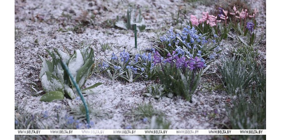 Снег, слабая метель и до -11°С. Какой будет погода в Беларуси 8 апреля
