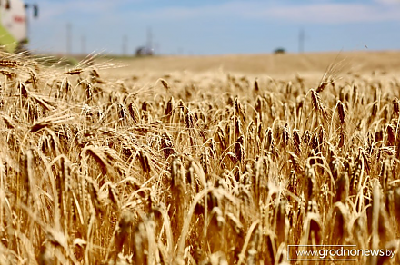 В Беларуси намолочено 11 миллионов 144 тысячи тонн зерна с учетом рапса и кукурузы