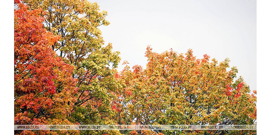 Облачно, во многих районах дожди. Какой будет погода в Беларуси 11 октября