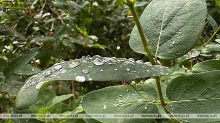 Кратковременные дожди, местами грозы. Какой будет погода в Беларуси 16 сентября
