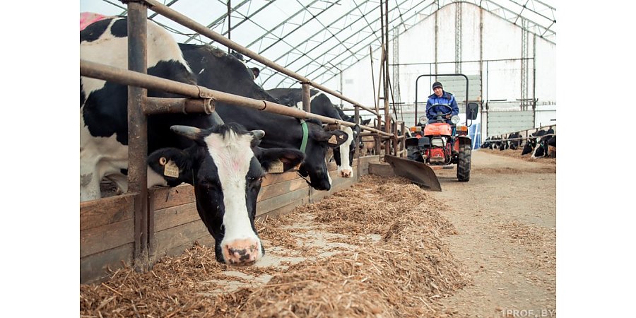 В 2023 г. в Беларуси нарастили выпуск сельхозпродукции. Какая область вышла в лидеры?