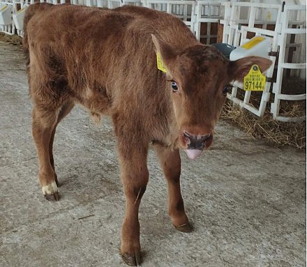 Корова родила зубренка! Узнали подробности уникального для Беларуси случая