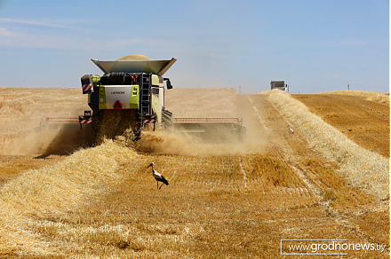 В Беларуси намолочено почти 8,5 миллионов тонн зерна вместе с рапсом