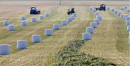 Более 96% травяных кормов от запланированного заготовили в Беларуси