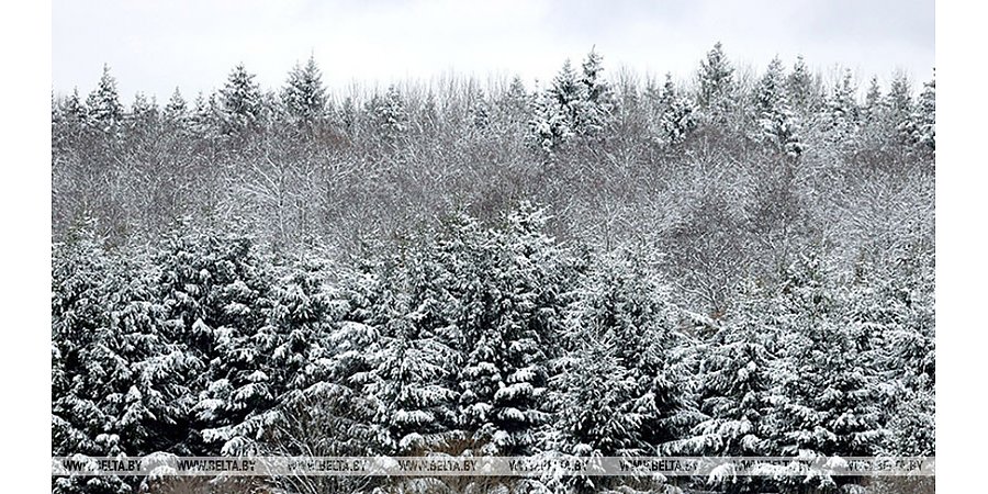 В Беларуси изменены правила рубок леса