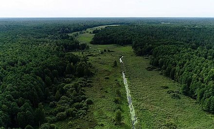 Музыкант «Песняров» Владислав Мисевич рассказал историю создания песни «Беловежская пуща»