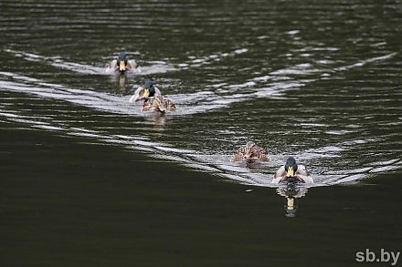 Погода в выходные: кратковременные дожди, местами грозы и до +30 °С