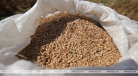 Турция заявила, что хочет продлить зерновую сделку минимум на полгода