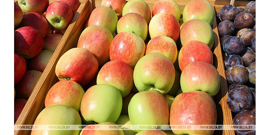 Обеспечит ли Беларусь свою продовольственную безопасность? Александр Лукашенко потребовал включить "полную диктатуру"