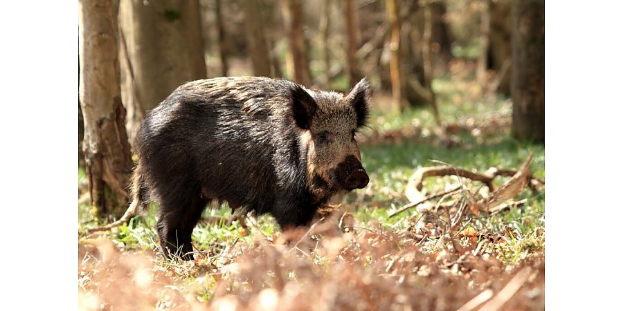 В Беларуси скорректирован особый режим изъятия и использования ресурсов дикого кабана 