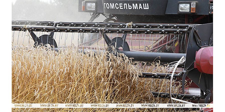Свыше 11,1 млн т зерна с учетом рапса и кукурузы собрали в Беларуси
