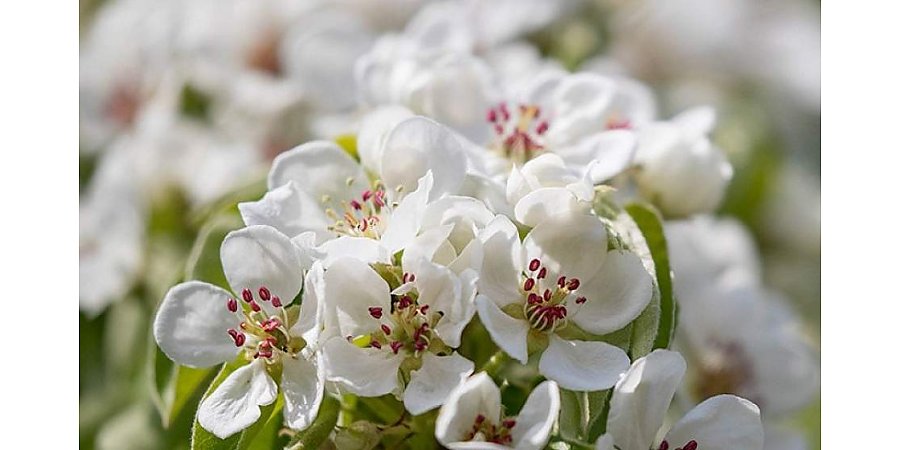 При аллергии на пыльцу березы откажитесь от картофеля. Врач ответил на главные вопросы о сезонной аллергии