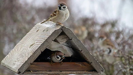 Народные приметы на 12 ноября: повесьте кормушку на Синичкин день