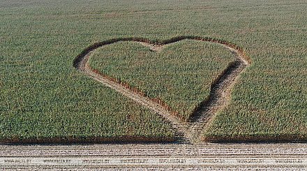 С любовью к стране. Комбайнеры выкосили на кукурузном поле в Дятловском районе стометровое сердце