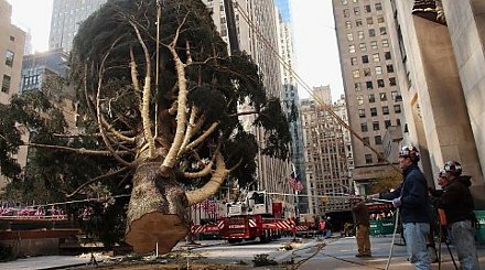В Нью-Йорке установили живую рождественскую елку высотой 23 м