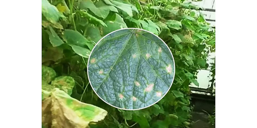 Огуречные напасти