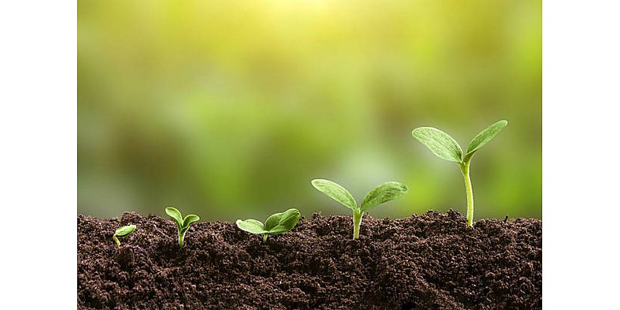 Знаете ли вы о том, как глубина посева семян влияет на урожайность?