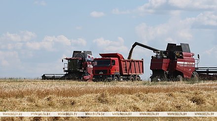 Белорусские аграрии убрали 15% площадей зерновых и зернобобовых культур