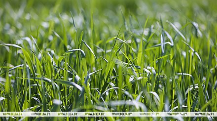 Недостаток влаги и заморозки. Как погода повлияла на посевы