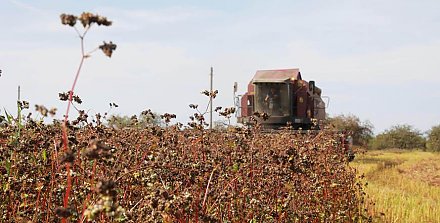 В четырех областях Беларуси завершили уборку гречихи