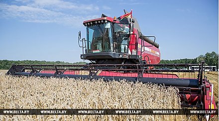 Первый миллион тонн зерна намолочен в Беларуси