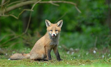 В Гродненской области на приграничных территориях с самолетов разбрасывают приманки с вакциной против бешенства