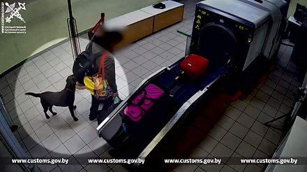 Служебная собака Гродненской таможни за неделю выявила три факта незаконного перемещения марихуаны