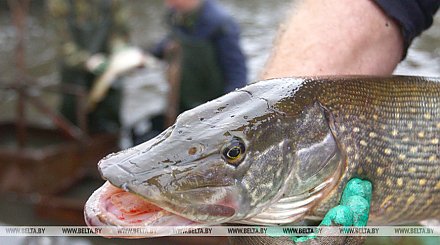 С 1 марта в Беларуси запрещен лов щуки на время нереста