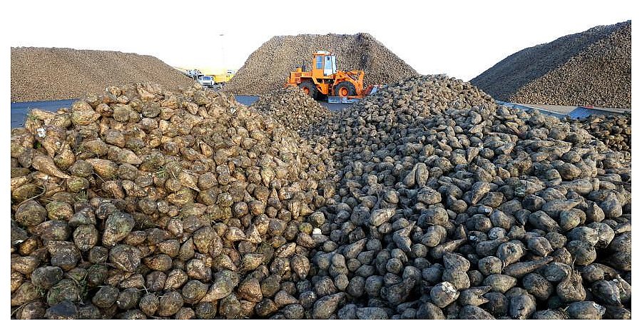 Рекордный урожай сахарной свеклы объемом более 5 млн тонн получен в Беларуси