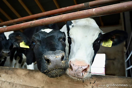 В Беларуси у работников сельского хозяйства вырастут зарплаты