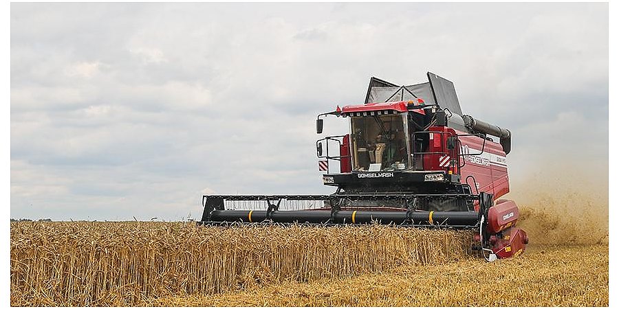 В Беларуси намолочено 8,9 млн тонн зерна с учетом рапса