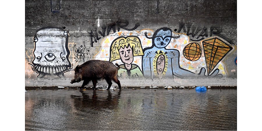 Охотится на диких кабанов можно будет в городах Италии