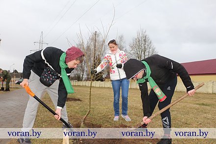 «Аллея героев»: молодежь Вороновщины высадила деревца в честь земляков-ветеранов