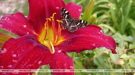 Жара до +32°С и дожди с грозами: о погоде в Беларуси на этой неделе