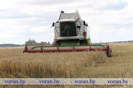 Первое зерно ячменное