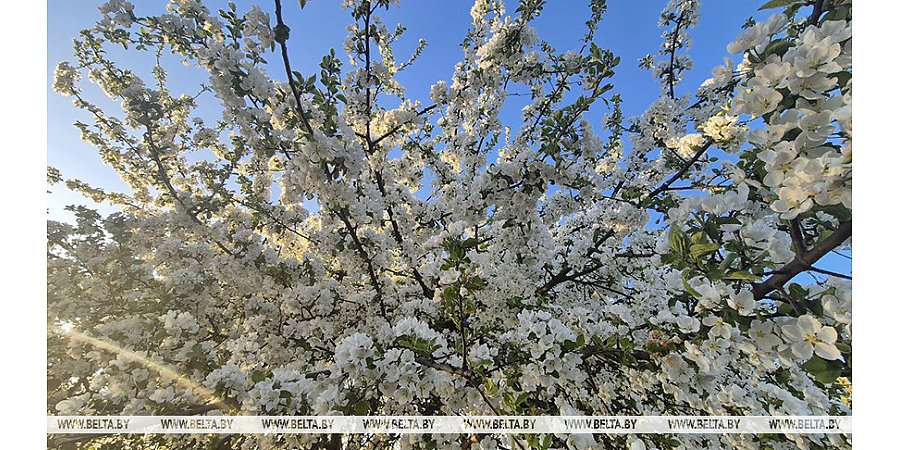 Кратковременные дожди, грозы и до +14°С. Какой будет погода в Беларуси 11 мая