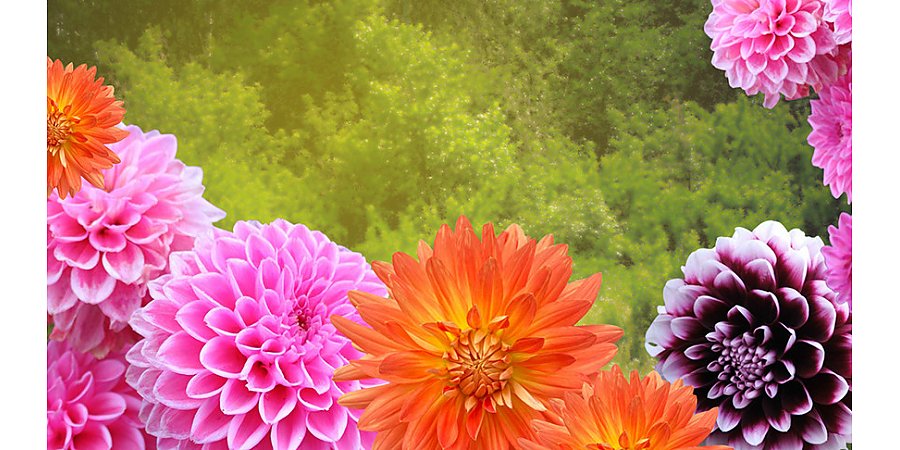 Как хранить клубни георгинов? Попробуйте этот способ