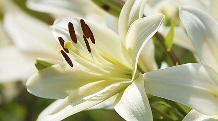 Размножаем лилии быстро и эффективно