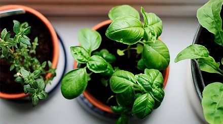 Можно ли привезти для себя из-за границы растения в горшках, рассказали в ГТК