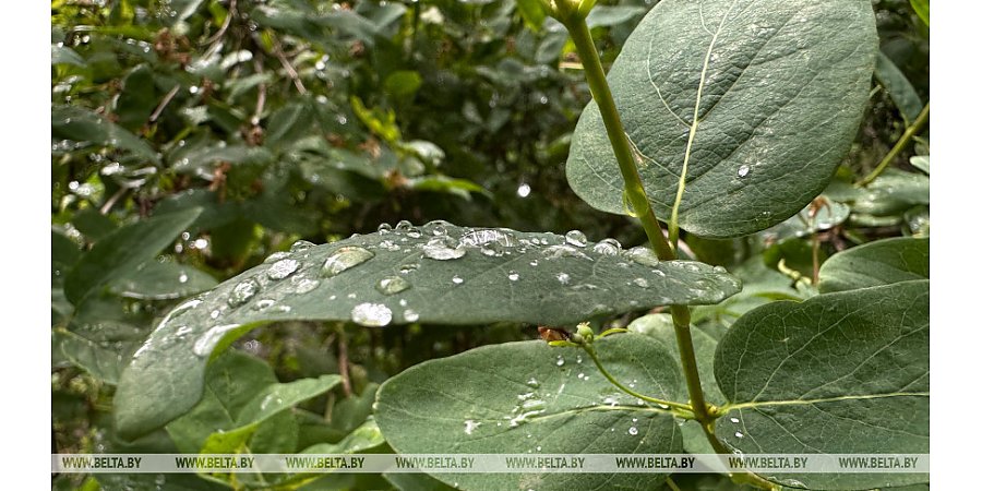 Кратковременные дожди, местами грозы. Какой будет погода в Беларуси 16 сентября